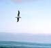 albatros_whalewatch_nz